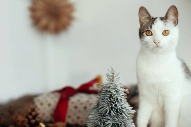 Kırmızı kurdeleli şık Noel hediyesinin arka planında sevimli kedi portresi, modern odadaki küçük Noel ağacı ve yıldız. Hayvan ve kış tatilleri. Noel kedisi. Metin için boşluk