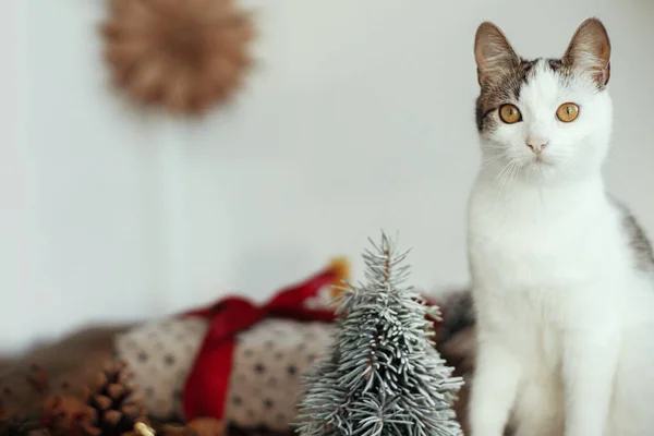 Retrato Bonito Gatinho Fundo Presente Natal Elegante Com Fita Vermelha — Fotografia de Stock