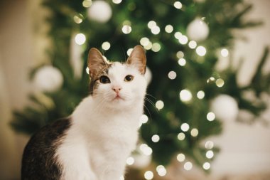 Adorable cat portrait on background of christmas tree lights. Cute kitten with curious look in festive decorated scandinavian room. Pet and winter holidays. Magic atmospheric time clipart