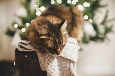 Noel ağacı ışıklarının arkasında örgü süveterin üzerinde uyuyan sevimli tekir kedi. Şenlikli İskandinav odasında gevşeyen şirin bir koza. Evcil hayvan ve sıcak kış tatili