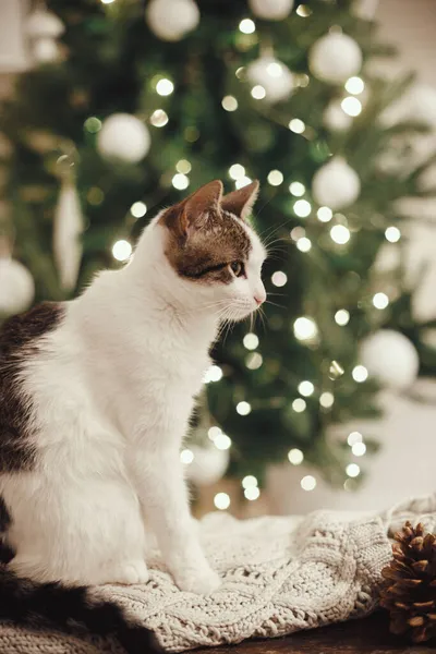 Entzückende Katze Sitzt Auf Gemütlichen Strickpullover Mit Tannenzapfen Auf Dem — Stockfoto