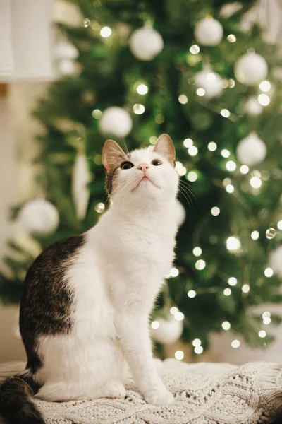 Gato Adorável Sentado Camisola Malha Aconchegante Com Cone Pinho Fundo — Fotografia de Stock