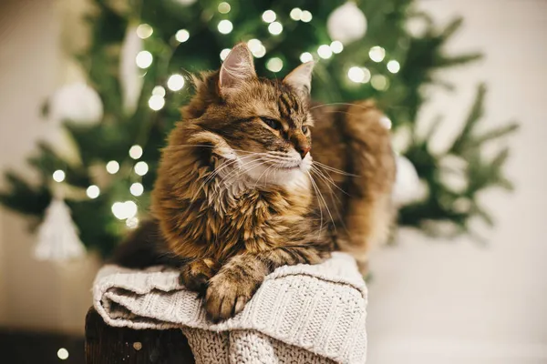 Entzückende Gestromte Katze Entspannt Auf Strickpullover Vor Dem Hintergrund Der — Stockfoto