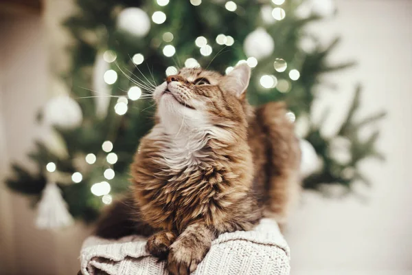 Gato Mesa Adorável Com Olhar Curioso Relaxante Suéter Malha Fundo — Fotografia de Stock