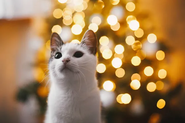 Ritratto Gatto Adorabile Sfondo Albero Natale Luci Bokeh Dorato Carino — Foto Stock
