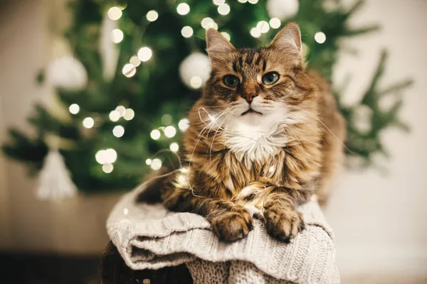 Entzückende Gestromte Katze Mit Weihnachtsbeleuchtung Sitzt Auf Kuscheligem Pullover Auf — Stockfoto