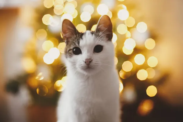 Feliz Natal Feliz Natal Retrato Gato Adorável Fundo Luzes Árvore — Fotografia de Stock