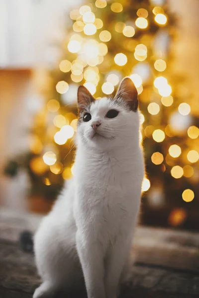 Wesołych Świąt Uroczy Kot Siedzący Rustykalnym Drewnie Tle Choinki Oświetla — Zdjęcie stockowe