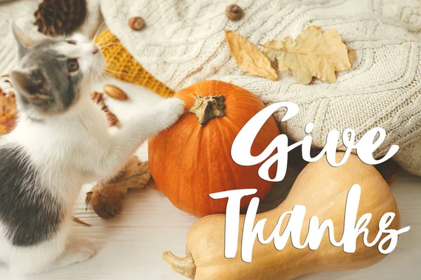 Give thanks text on cute kitten playing with pumpkin at sweaters, autumn leaves. Happy thanksgiving Seasonal greeting card, handwritten sign. Thanksgiving greetings