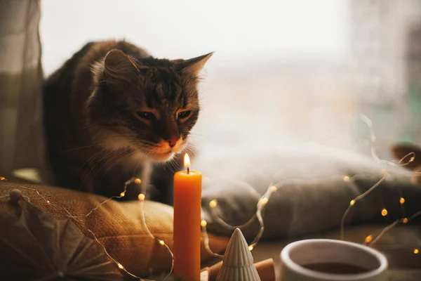 在烛光下可爱的胖胖的猫肖像画 背景是圣诞星 松树和床上的枕头 舒适的家 大气瞬间 寒假休个假吧宠物和假日 — 图库照片