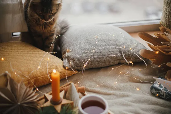 Carino Tabby Gatto Stelle Natale Luci Pini Candele Cuscini Sul — Foto Stock