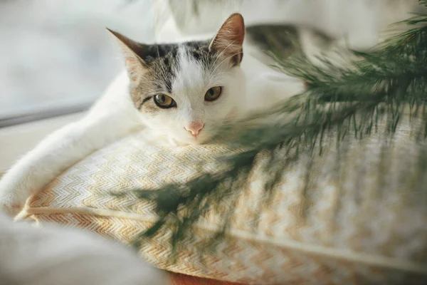 舒适的鸟屋里 可爱的小猫躺在绿色冷杉枝下的黄色枕头上 冬天的时候可爱的猫在圣诞树枝前放松的画像 假期快乐 — 图库照片