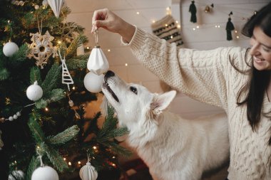 Şık süveter giyen şık bir kadın ve sevimli köpek Noel ağacını süslü İskandinav odasında modern beyaz takılarla süslüyor. Şirin beyaz köpek sahibine yardım ediyor. Hayvan ve kış tatilleri