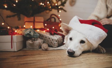 Kırmızı Noel Baba şapkalı sevimli köpek hediye ve ışıklarla Noel ağacında yatıyor. Şenlikli İskandinav odasında dinlenen şirin beyaz köpeğin portresi. Hayvan ve kış tatilleri. Mutlu Noeller.!