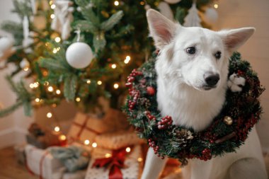 Noel çelenginde sevimli bir köpek Noel ağacının arka planında hediyeler ve ışıklarla oturuyor. Şenlikli İskandinav odasında geleneksel Xmas çelengi giyen sevimli beyaz köpek. Hayvan ve kış tatilleri