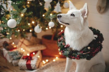 Mutlu Noeller! Noel çelenginde sevimli bir köpek Noel ağacının arka planında hediyeler ve ışıklarla oturuyor. Şenlikli İskandinav odasında geleneksel Xmas çelengi giyen sevimli beyaz köpek.