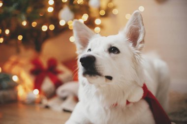 Mutlu Noeller! Kırmızı Noel Baba eşarplı sevimli köpek Noel ağacının arka planında hediyeler ve ışıklarla oturuyor. Şenlikli İskandinav odasında şirin beyaz köpek portresi. İyi tatiller.!