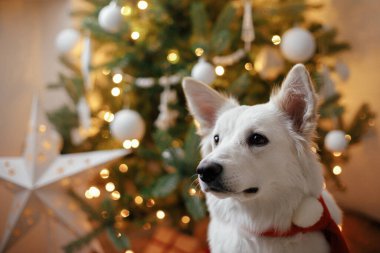 Kırmızı Noel Baba eşarplı sevimli köpek Noel ağacının arka planında hediyeler ve ışıklarla oturuyor. Süslü İskandinav odasında şirin beyaz köpek portresi. Mutlu Noeller ve mutlu tatiller!