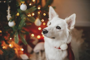 Mutlu Noeller! Kırmızı Noel Baba eşarplı sevimli köpek Noel ağacının arka planında hediyeler ve ışıklarla oturuyor. Şenlikli İskandinav odasında şirin beyaz köpek portresi. İyi tatiller.!