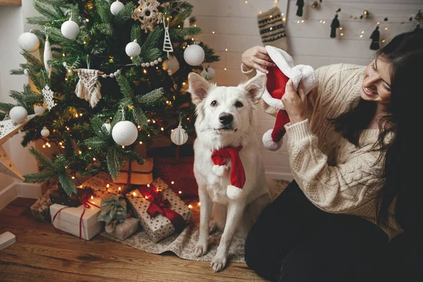ギフト付きのクリスマスツリーで愛らしい犬のサンタの帽子をかぶるスタイリッシュな女性 お祝いのスカンディナヴィアの部屋でかわいい白い犬と遊ぶ若い幸せな女性 ペットと冬の休日 — ストック写真