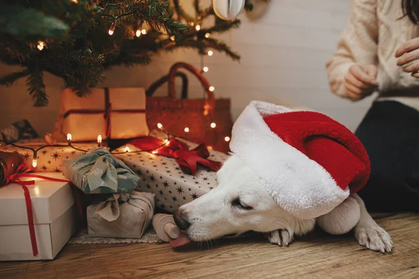 Schattige Hond Rode Kerstmuts Liggend Bij Kerstboom Met Geschenken Lichtjes — Stockfoto