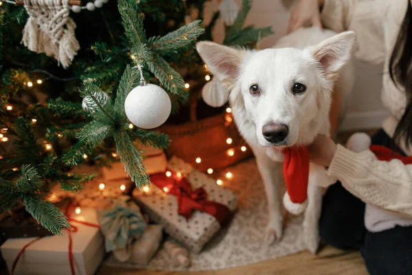 Очаровательная Собака Красном Шарфе Санты Стоящая Рождественской Елки Подарками Милая — стоковое фото