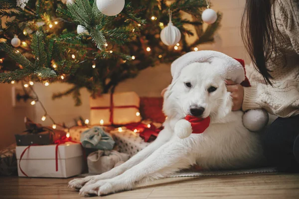 Schattige Grappige Hond Kerstmuts Spelen Onder Kerstboom Met Geschenken Verlichting — Stockfoto