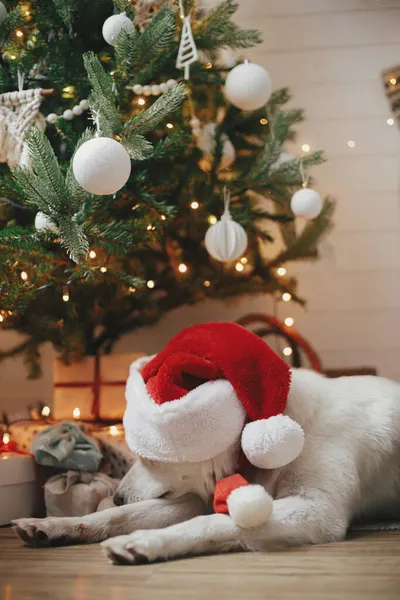 クリスマスツリーの下でギフトやライトで寝ている赤いサンタの帽子の愛らしい犬 お祝いのスカンディナヴィアの部屋に横たわってかわいい白い犬の肖像画 ペットと冬の休日 メリークリスマス — ストック写真