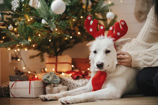 ギフトやライトとクリスマスツリーの下に座っているトナカイの角の愛らしい犬 お祝いのスカンディナヴィアの部屋で所有者とリラックスかわいい面白い白い犬 ペットと冬の休日 ハッピー ホリデー — ストック写真