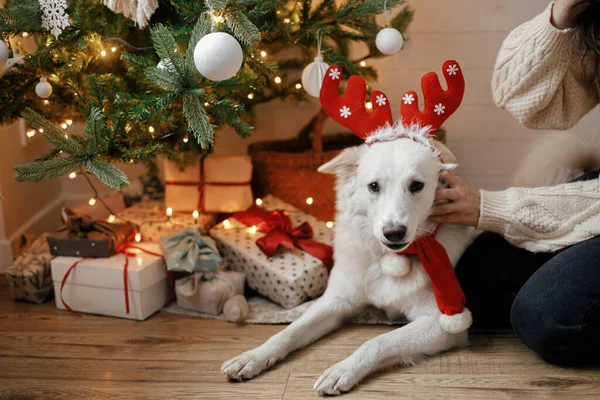 Schattige Hond Rendiergewei Zittend Onder Kerstboom Met Geschenken Lichtjes Leuke — Stockfoto