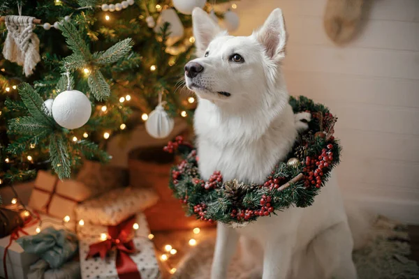 Merry Christmas Adorable Dog Christmas Wreath Sitting Background Christmas Tree — Stock Photo, Image