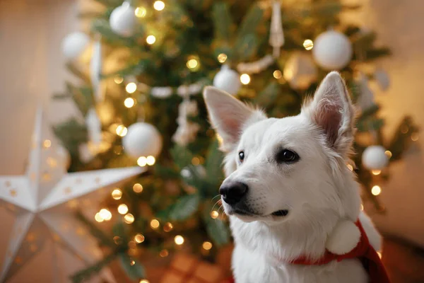 Schattige Hond Rode Kerstman Sjaal Zitten Achtergrond Van Kerstboom Met — Stockfoto