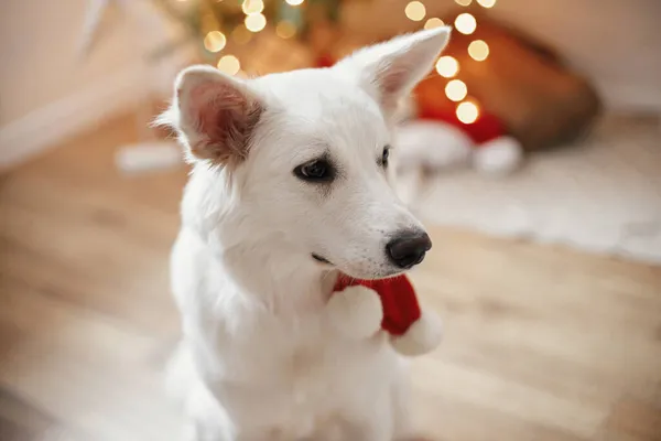 可爱的狗 戴着红色的桑塔围巾 坐在圣诞树的后面 带着礼物和灯光 在装饰华丽的音乐厅里的可爱的白狗的画像 圣诞快乐及节日快乐 — 图库照片
