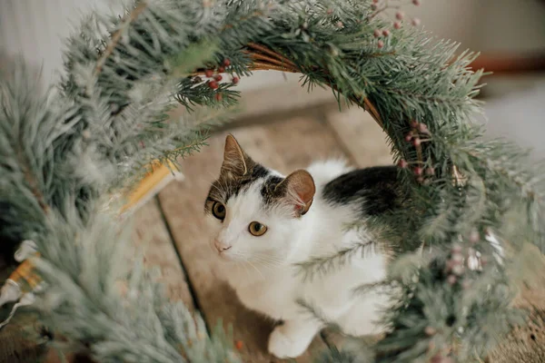 Gatinho Bonito Olhando Para Grinalda Natal Rústica Com Ramos Pinho — Fotografia de Stock