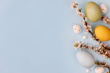 Mutlu Paskalyalar! Şık paskalya yumurtaları ve kiraz çiçekleri mavi arka planda yatıyordu. Modern renkli doğal boyanmış yumurta, şeker ve beyaz çiçeklerin sınır çizimi. Tebrik kartı, boşluk veya metin
