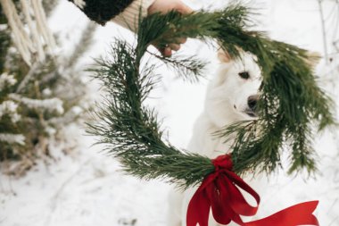 Sıcak eldivenli şık bir kadın ve elinde kırmızı kurdeleli bir kostüm, kar tarlasında beyaz sevimli bir köpeğin arka planında. Mutlu Noeller! Evcil hayvan ve tatiller