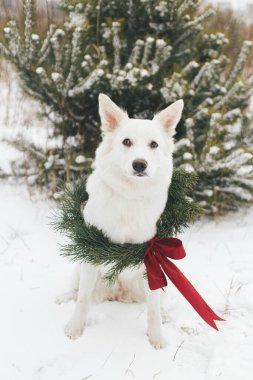 Mutlu Noeller! Kar parkında oturan Noel çelenginde şirin bir köpek. Beyaz sevimli köpek portresi şık bir Noel çelengiyle karlı çam ağacında kırmızı kurdeleyle. Kırsal kesimde kış tatili