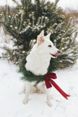 Karlı kış parkında oturan Noel çelenginde sevimli bir köpek. Çam dalları ve karlı ağaçta kırmızı kurdele olan şık bir Noel çelengi içinde sevimli beyaz İsviçreli çoban köpeği. Kırsalda kış tatili