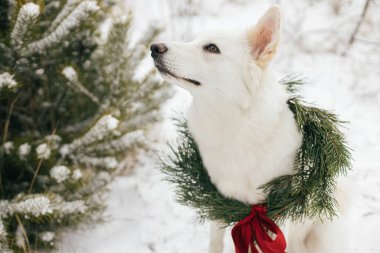 Karlı kış parkında oturan Noel çelenginde sevimli bir köpek. Çam dalları ve karlı ağaçta kırmızı kurdele olan şık bir Noel çelengi içinde sevimli beyaz İsviçreli çoban köpeği. Kırsalda kış tatili