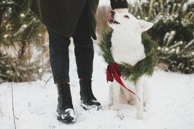 Mutlu Noeller! Noel çelenginde şirin bir köpek ve karlı kış parkının sahibi. Kırmızı kurdeleli, şirin, beyaz İsviçreli çoban köpeği şık kadın bacaklarında oturuyor. Kış tatili