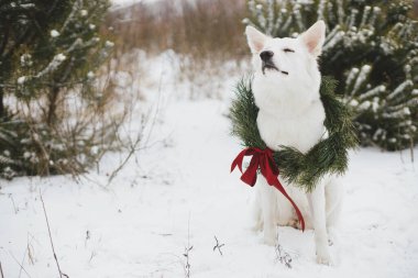Mutlu Noeller! Kar parkında oturan Noel çelenginde şirin bir köpek. Beyaz sevimli köpek portresi şık bir Noel çelengiyle karlı çam ağacında kırmızı kurdeleyle. Kış tatilleri. Metin için boşluk