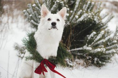 Mutlu Noeller! Kar parkında oturan Noel çelenginde şirin bir köpek. Beyaz sevimli köpek portresi şık bir Noel çelengiyle karlı çam ağacında kırmızı kurdeleyle. Kış tatilleri. Metin için boşluk