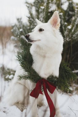 Karlı kış parkında oturan Noel çelenginde sevimli bir köpek. Çam dalları ve karlı ağaçta kırmızı kurdele olan şık bir Noel çelengi içinde sevimli beyaz İsviçreli çoban köpeği. Kırsalda kış tatili