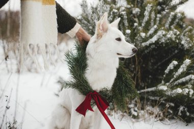 Noel çelenginde şirin bir köpek ve karlı kış parkının sahibi. Çam dalları ve kırmızı yaylı Xmas çelenginde sevimli beyaz İsviçreli çoban köpeği. Kırsalda kış tatili. Mutlu Noeller.!