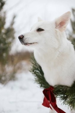 Mutlu Noeller! Kar parkında oturan Noel çelenginde şirin bir köpek. Beyaz sevimli köpek portresi şık bir Noel çelengiyle karlı çam ağacında kırmızı kurdeleyle. Kırsal kesimde kış tatili