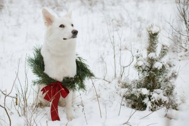 Kar parkında oturan Noel çelenginde şirin bir köpek. Karlı çam ağacında kırmızı kurdeleli şık bir Noel çelengi içinde sevimli beyaz İsviçreli çoban köpeği. Mutlu Noeller! Kırsal kesimde tatiller