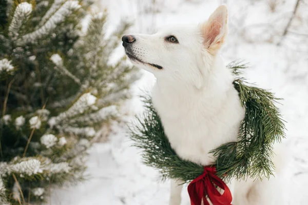 Karlı kış parkında oturan Noel çelenginde sevimli bir köpek. Çam dalları ve karlı ağaçta kırmızı kurdele olan şık bir Noel çelengi içinde sevimli beyaz İsviçreli çoban köpeği. Kırsalda kış tatili
