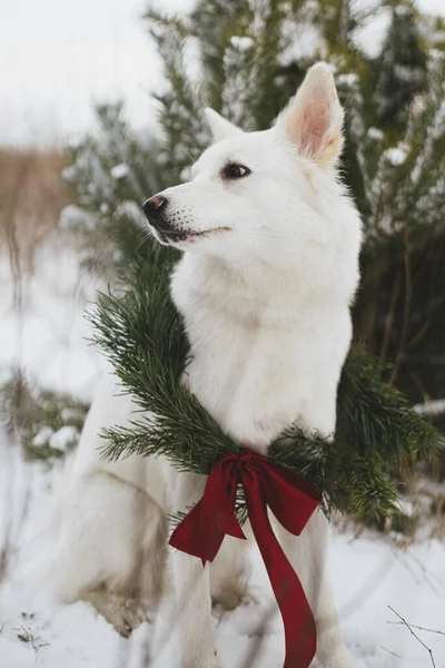 圣诞花环里可爱的狗坐在雪地的冬季公园里 可爱的白色瑞士牧羊犬 头戴时髦的圣诞花环 松树枝头 雪树下有红色的弓 乡村寒假 — 图库照片