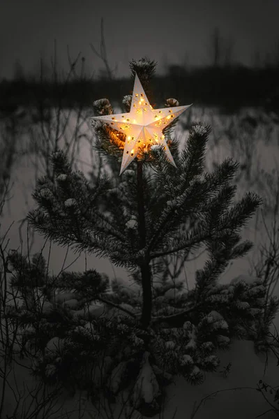 Velká Osvětlená Vánoční Hvězda Zasněžené Borovici Zimním Parku Noci Zblízka — Stock fotografie