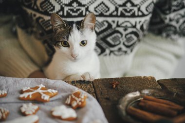 Kazaklı bir kadın ve şirin bir kedi yavrusu İskandinav odasında şık Noel kurabiyeleri yapıyorlar. Mutlu Noeller! Atmosferik karamsar görüntü. Hayvan ve kış tatilleri. Otantik